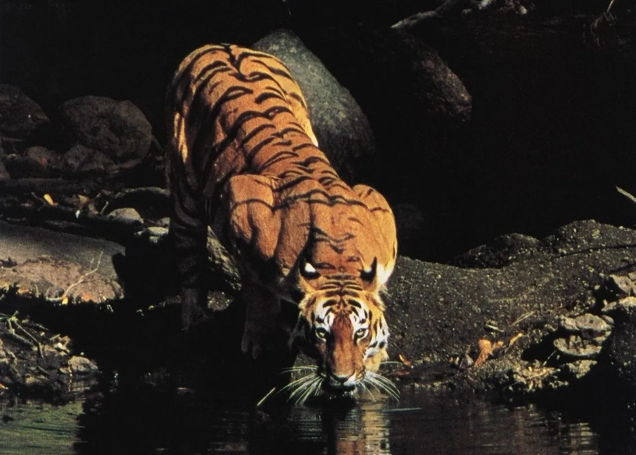 Tiger - last frame